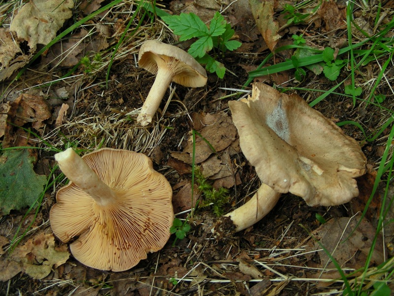 altro Lactarius sotto betulla (Cfr. Lactarius glyciosmus)